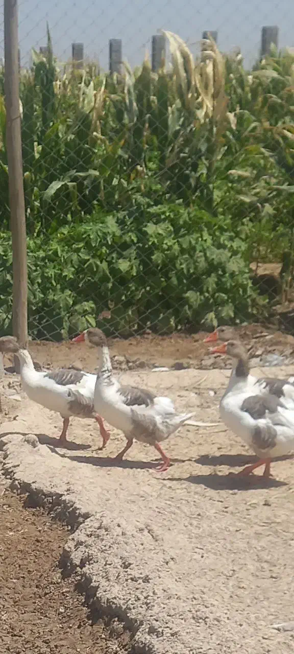 غاز|حیوانات مزرعه|شوشتر, |دیوار