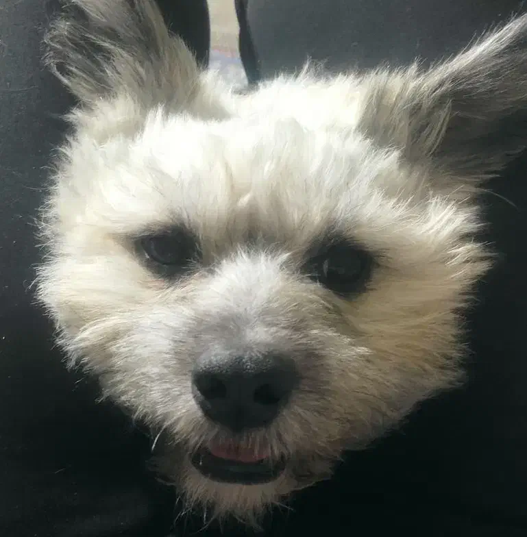 فروش سگ نژاد شیتزو شناسنامه دار|سگ|سیرجان, |دیوار