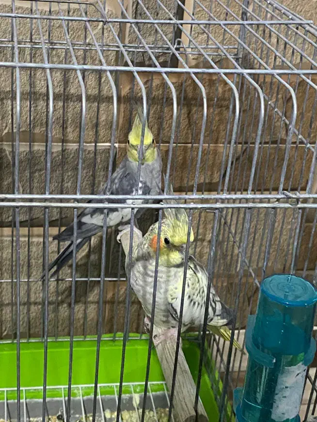 عروس هلندی مولد|پرنده|بندر ماهشهر, |دیوار