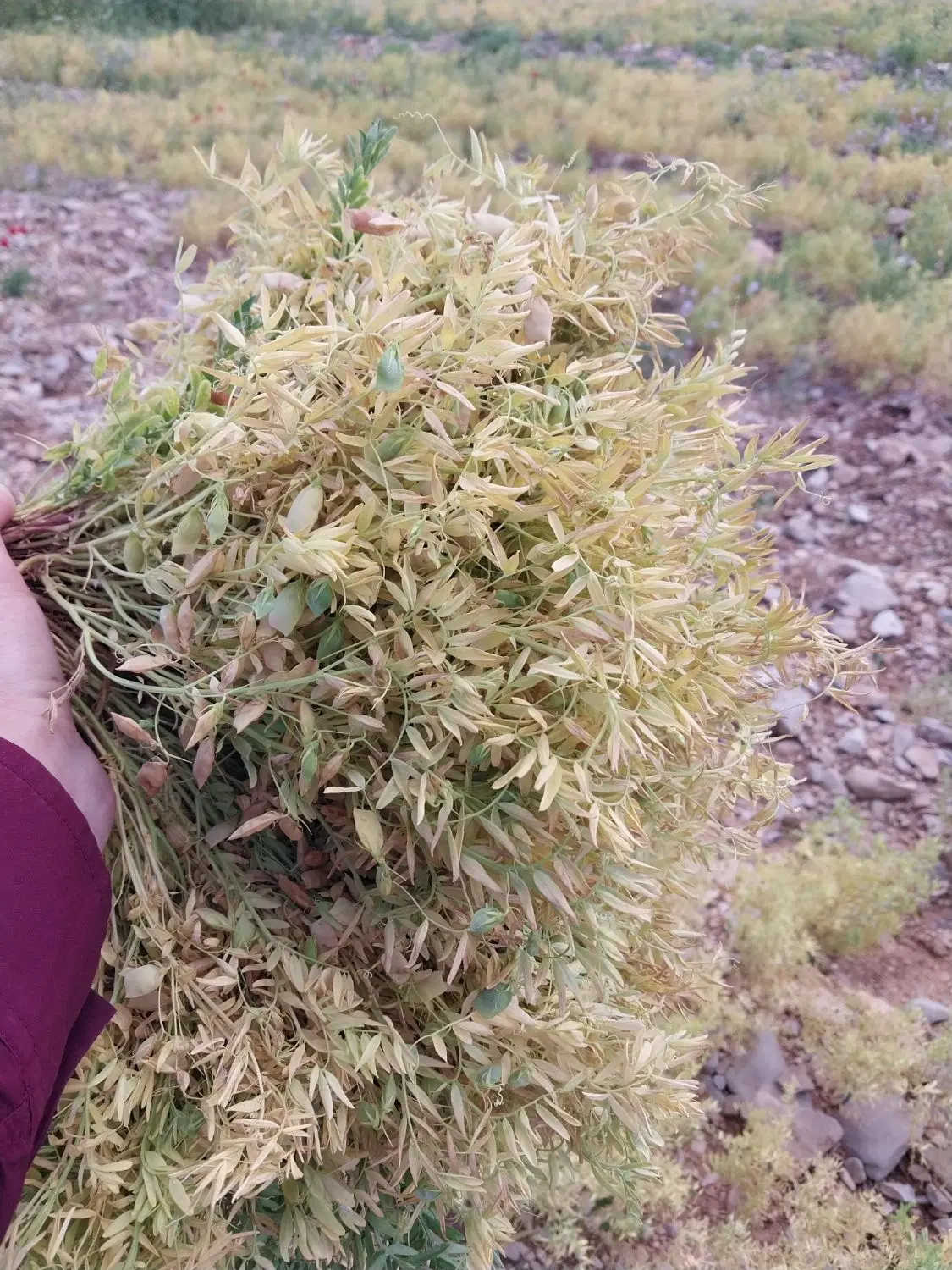 عدس|خوردنی و آشامیدنی|ایلام, |دیوار