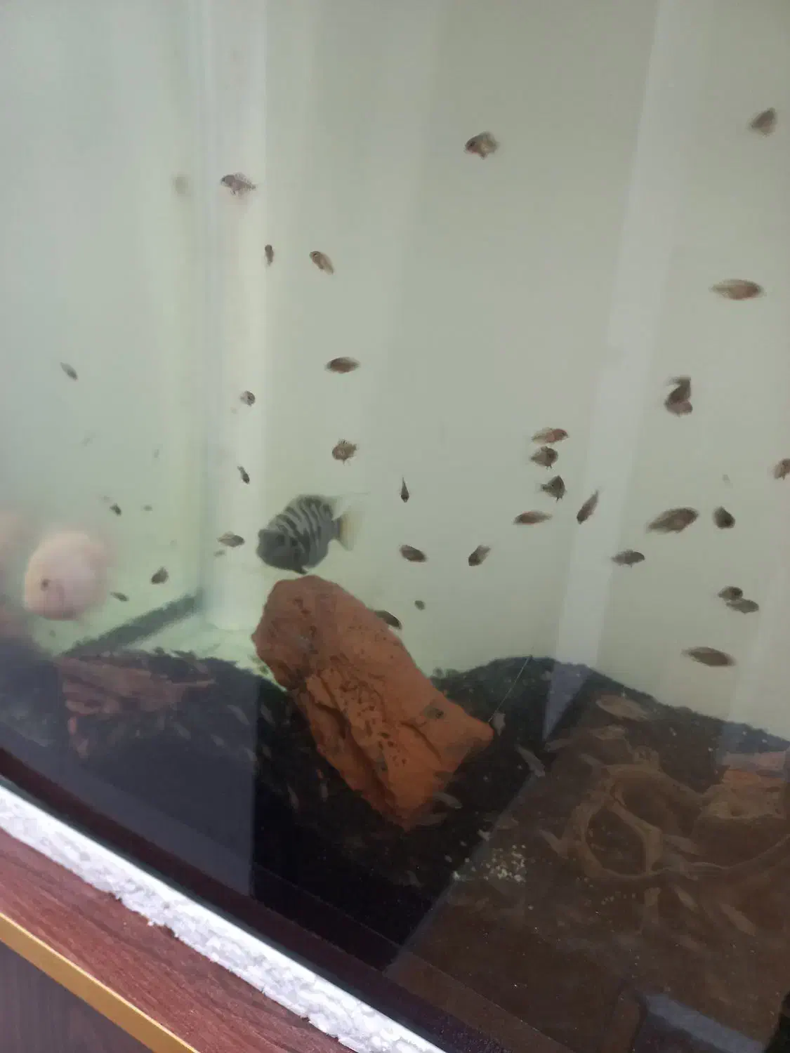 سیچیلاید|ماهی|قم, پردیسان|دیوار