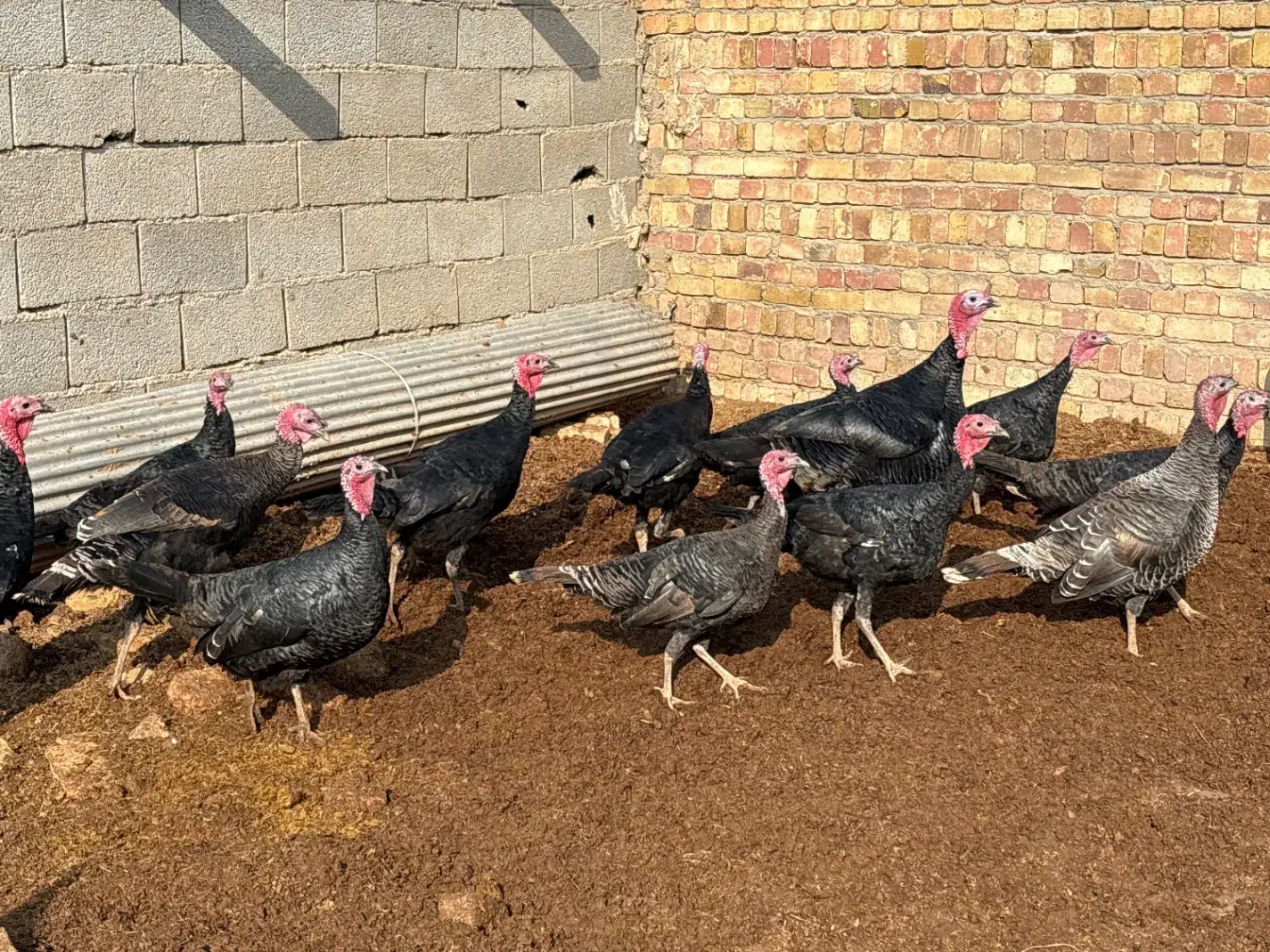 بوقلمون|پرنده|بشاریات, |دیوار