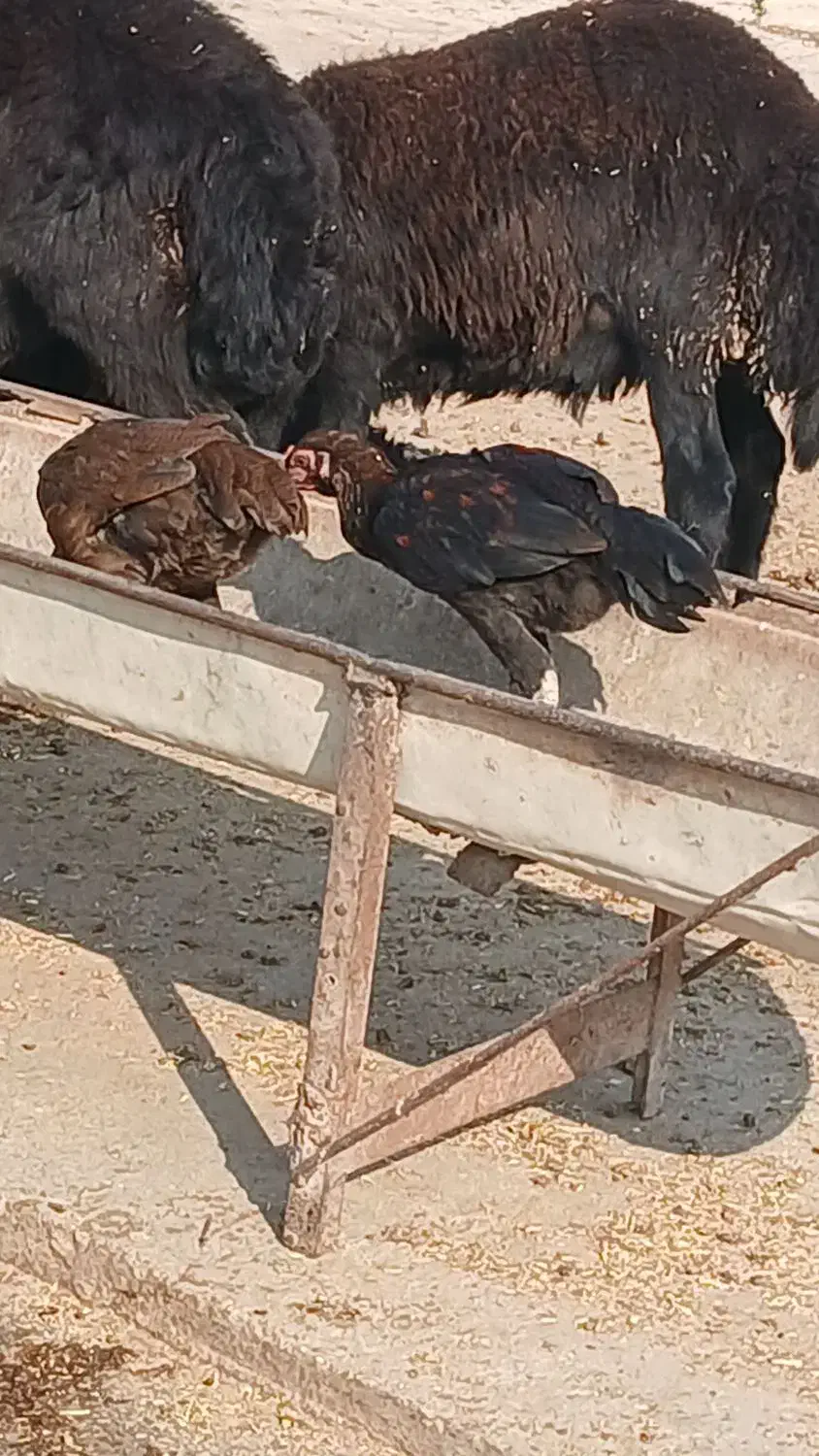 مرغ و جوجه|حیوانات مزرعه|گمیشان, |دیوار