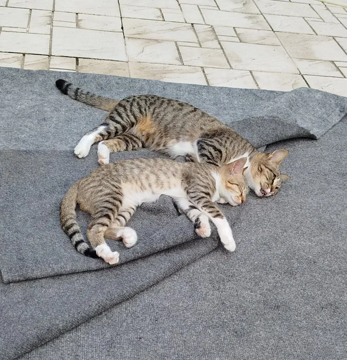 دنبال خانواده ی خوب برای این مادر و پسر هستم|گربه|نوشهر, |دیوار