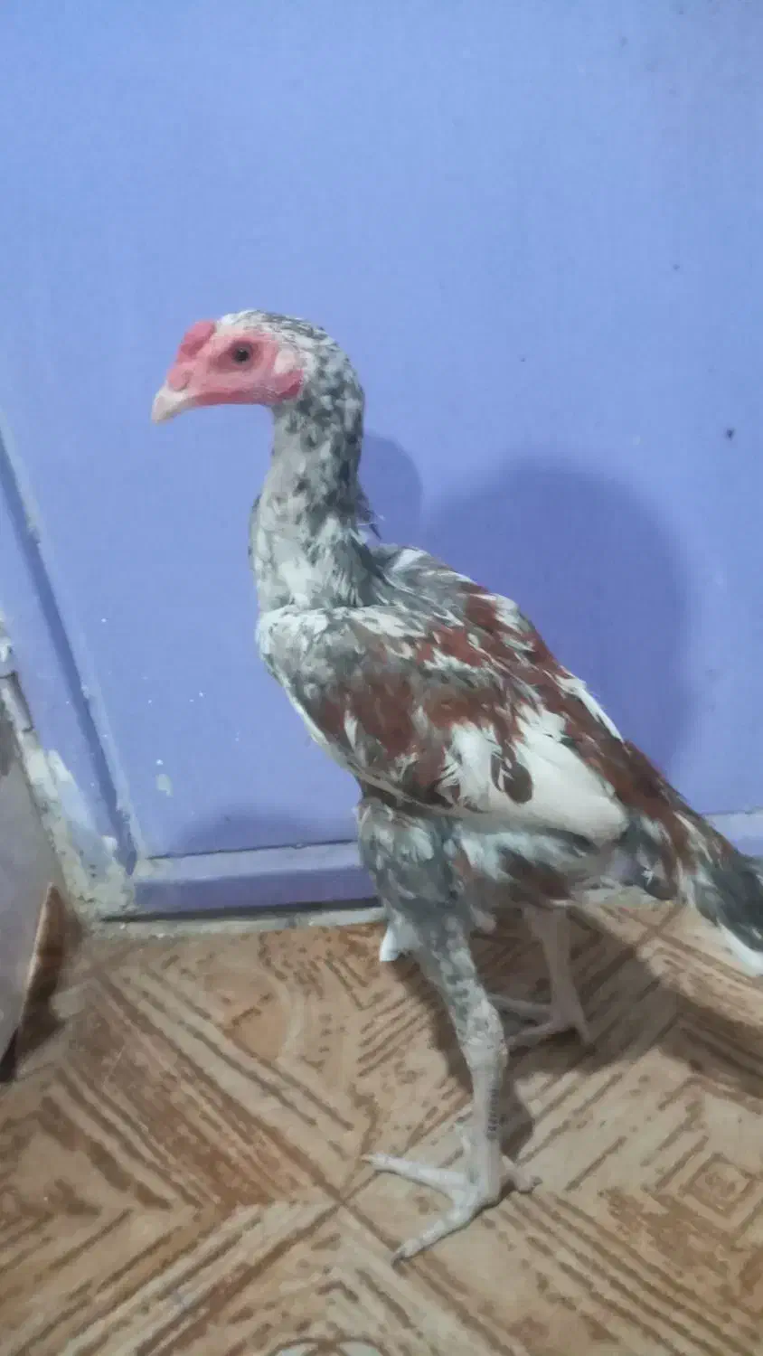 مرغ و خروس|حیوانات مزرعه|سراوان, |دیوار