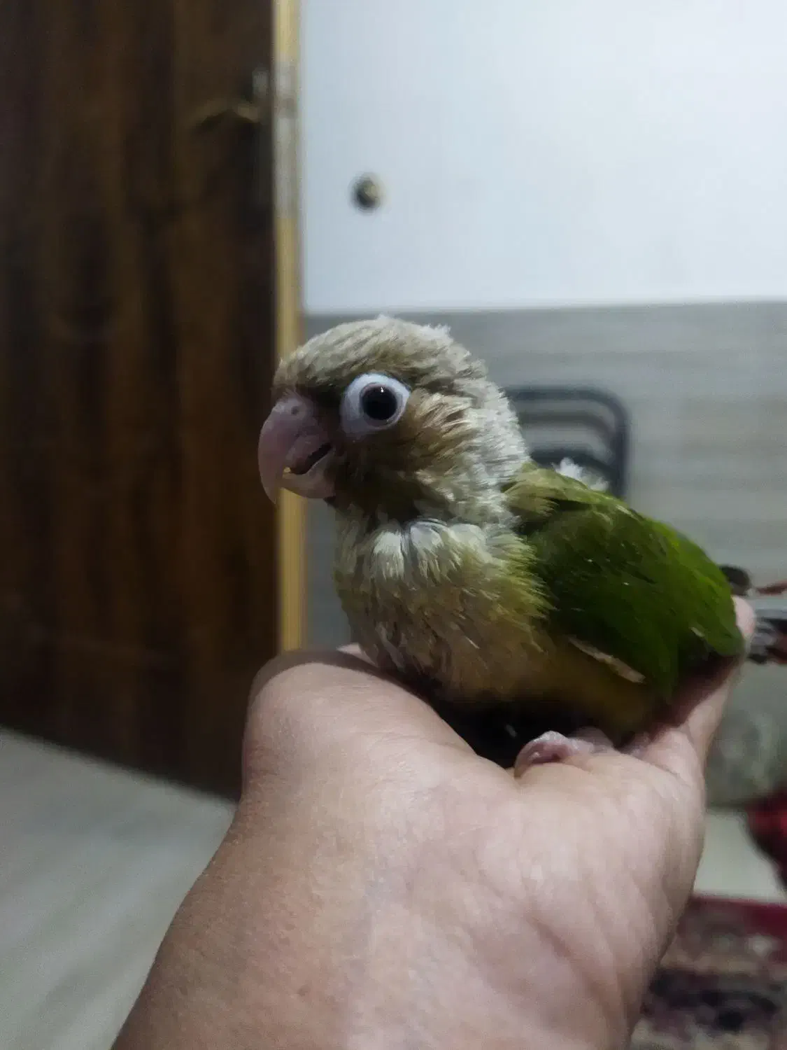 جوجه کرینچگ|پرنده|شاهرود, |دیوار