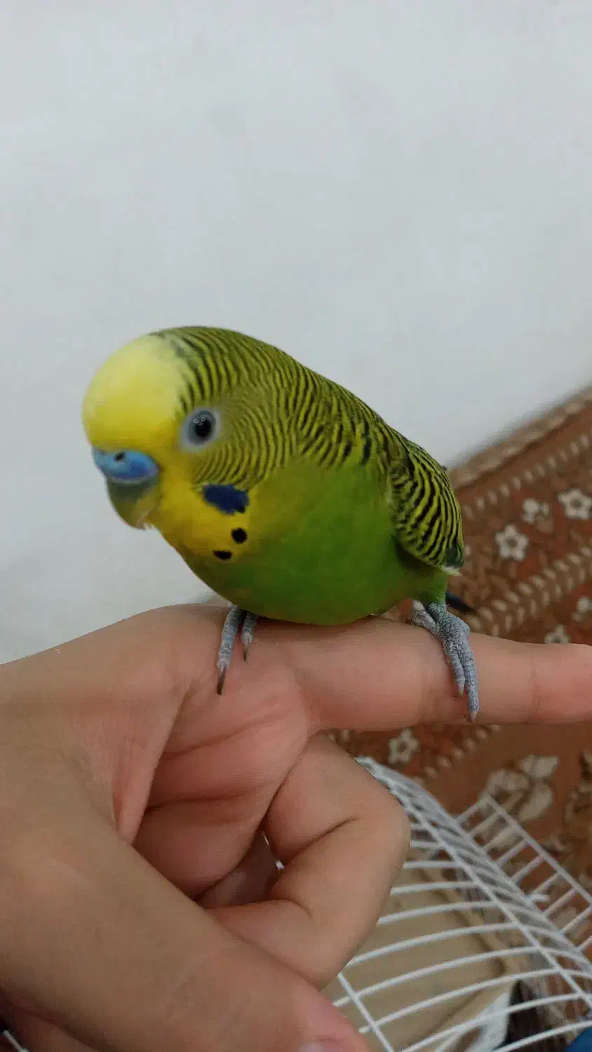 یک جفت مرغ عشق|پرنده|بروجرد, |دیوار