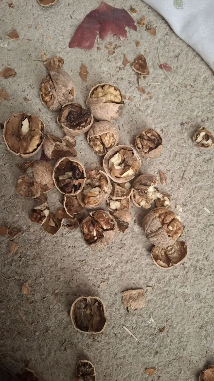 گردو محلی|خوردنی و آشامیدنی|فولادشهر, C4|دیوار