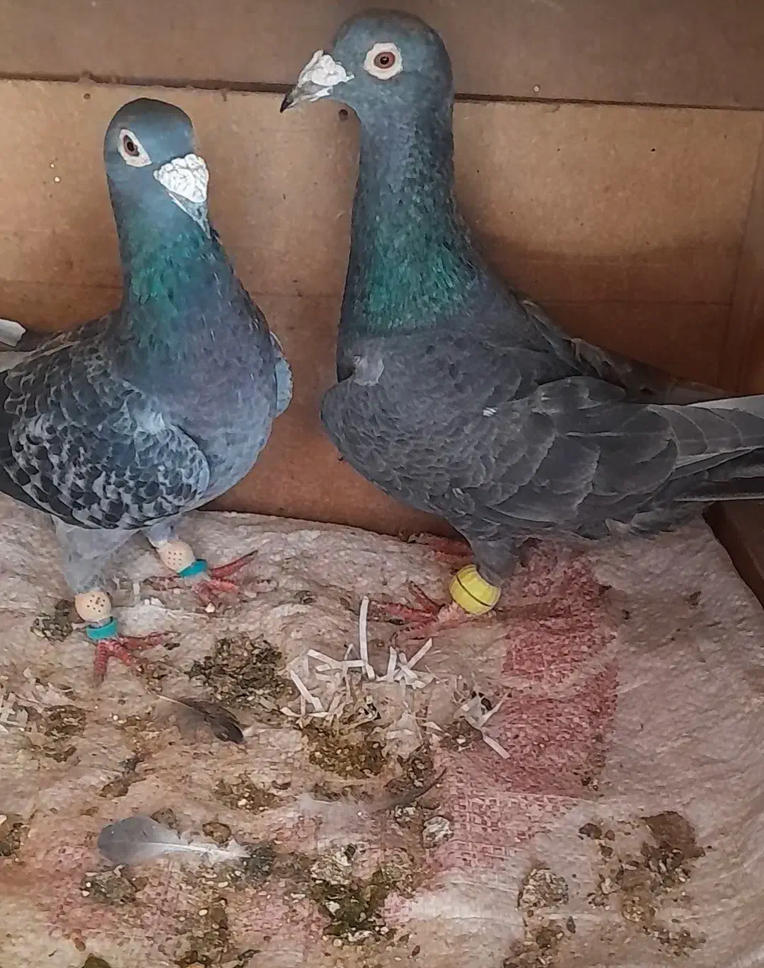 سلام خدمت دوستان عشقباز یک جفت المانی اس|پرنده|شاهرود, |دیوار