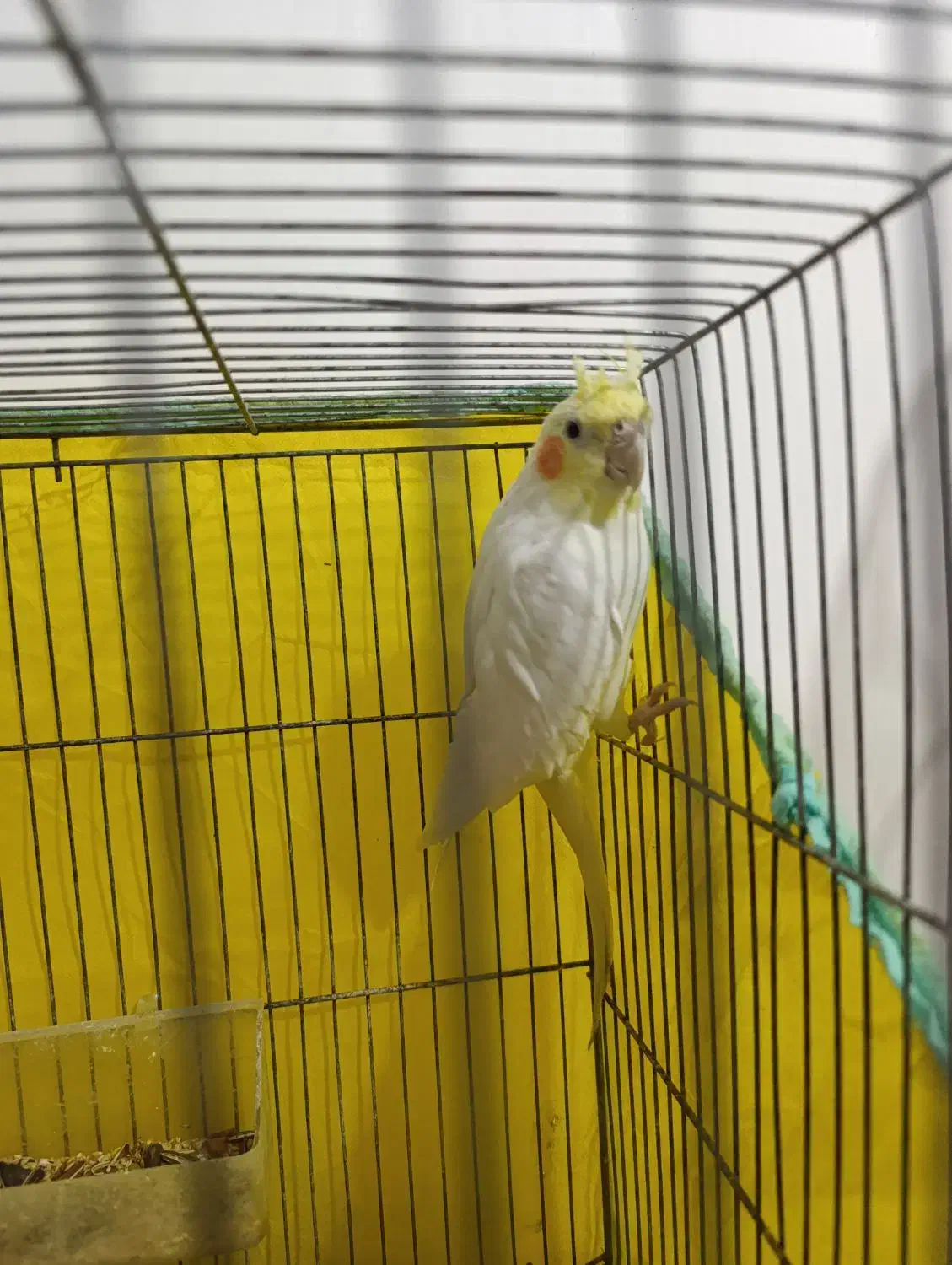 عروس هلندی ماده کار داده|پرنده|اردبیل, |دیوار