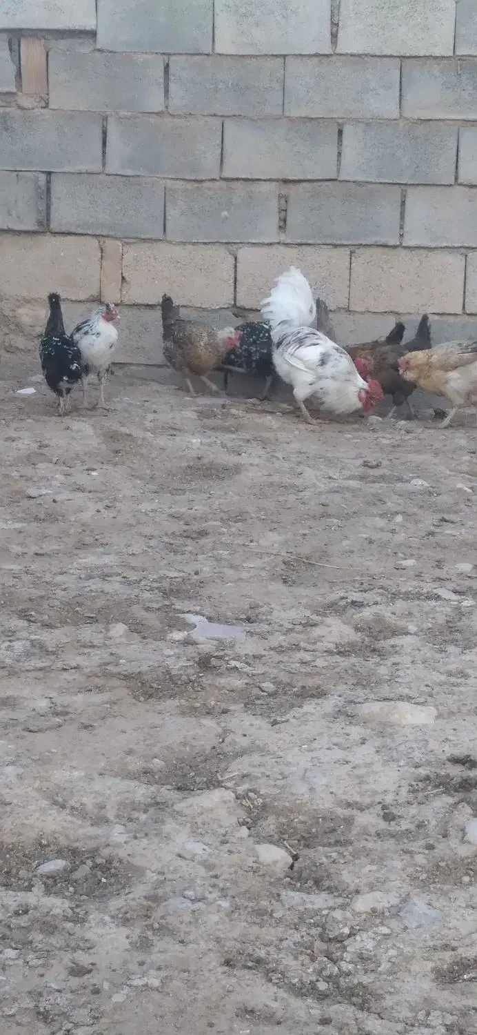 مرغ.خروس|پرنده|داران, |دیوار