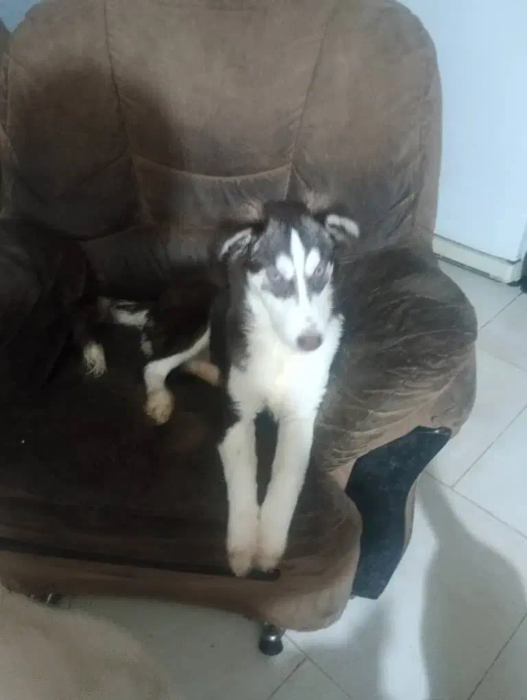 هاسکی|سگ|گرگان, |دیوار