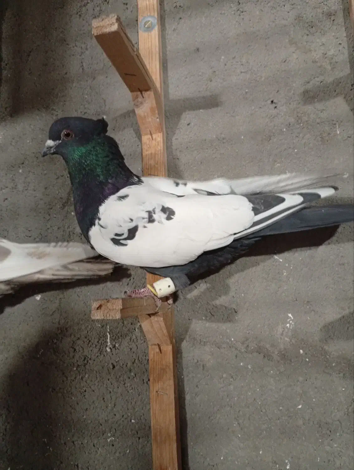 کلاغ سبز ترکه سرخ وچند تا رنگه خوشگل شهرستانی|پرنده|مشهد, قائم|دیوار