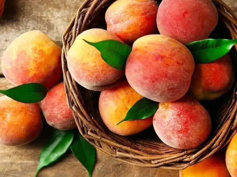 پیش فروش نهال هلو و شلیل ، سیب ، گلابی|گل و گیاه طبیعی|سمیرم, |دیوار