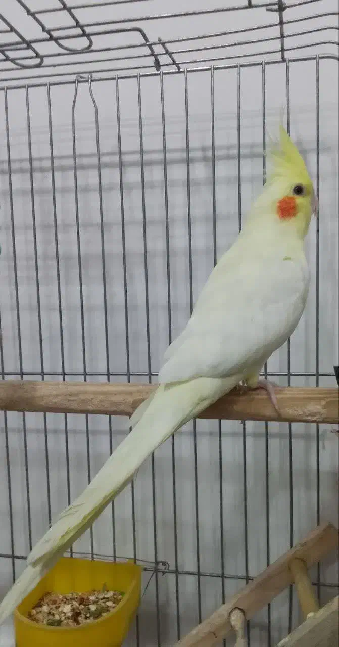 فروش عروس هلندی بهترین نژاد..|پرنده|کوهدشت, |دیوار