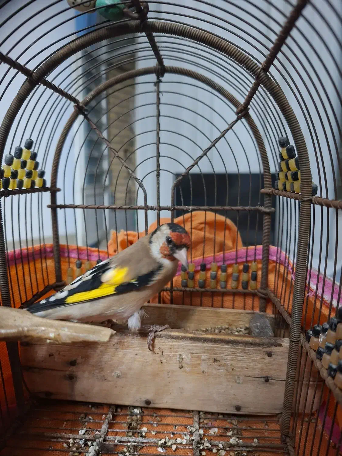 سهره دورگ معاوضه عروس هلندی،سهره کرمونی|پرنده|شیراز, شهرک مدرس|دیوار