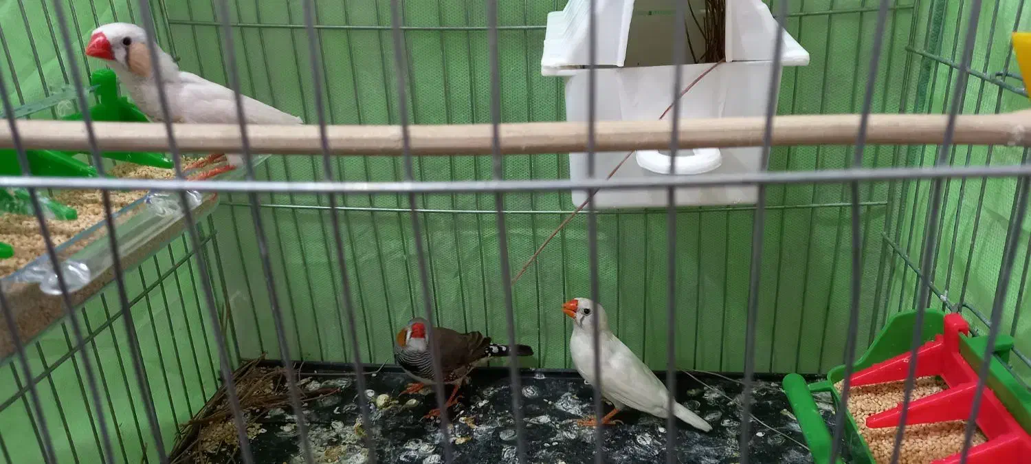 فنج|پرنده|خرمآباد, |دیوار