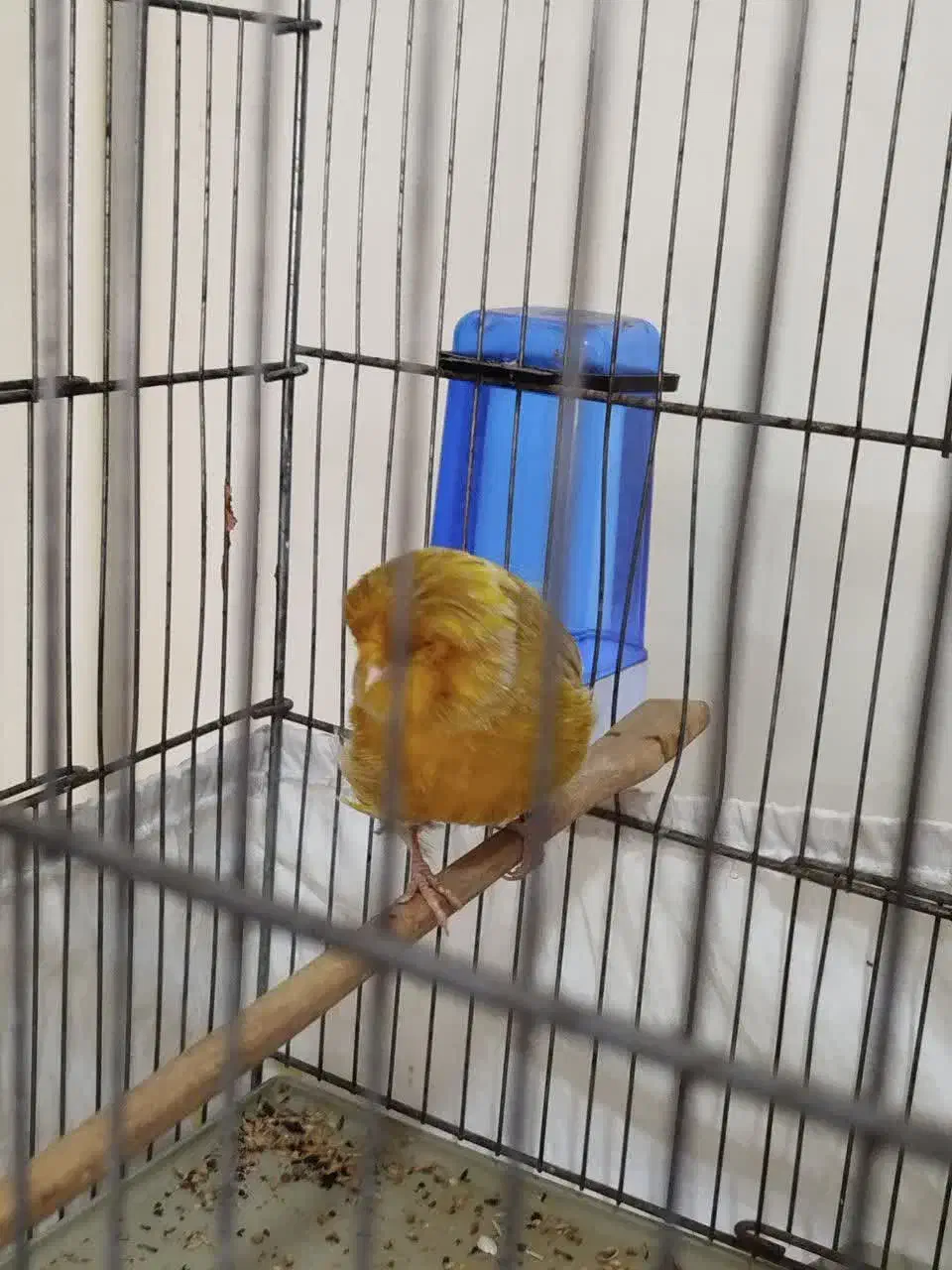 قناری کرست نر بخون|پرنده|رباطکریم, شهرک والفجر|دیوار