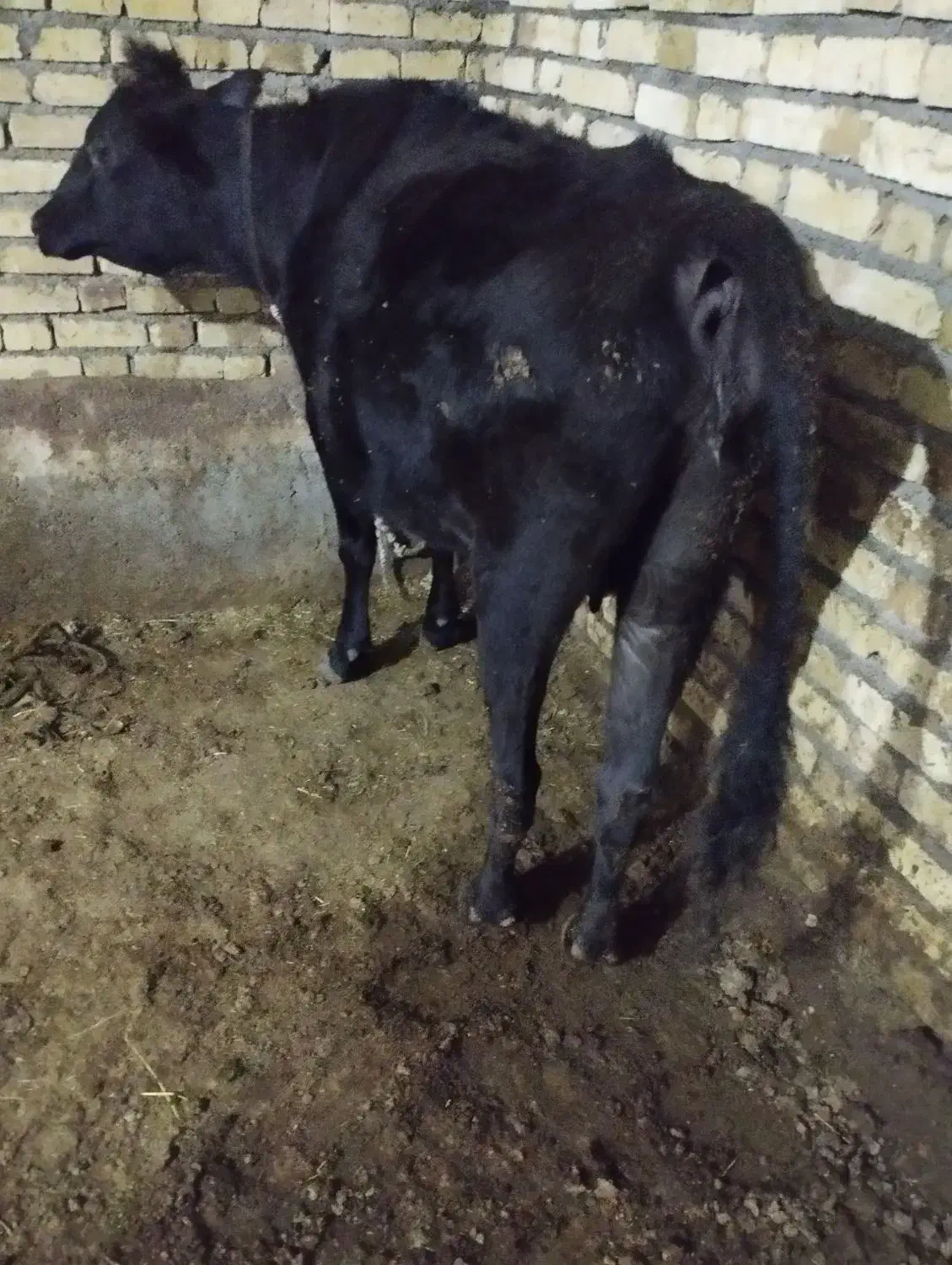 گاو چاق|حیوانات مزرعه|شادیان, |دیوار