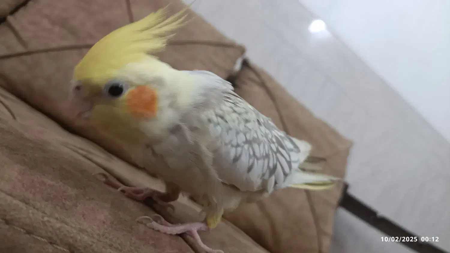 گم شده|حیوانات|میبد, |دیوار