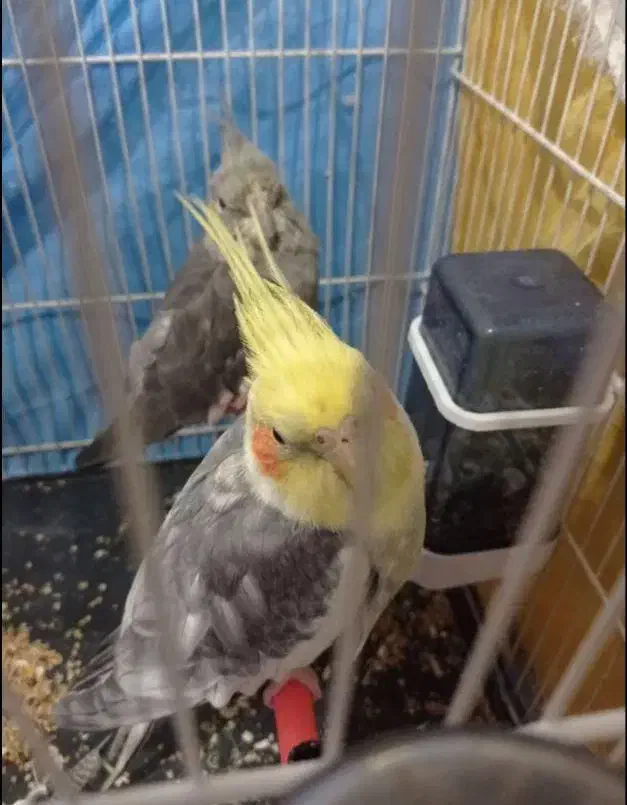 عروس هلندی جفت|پرنده|مشهد, امیرآباد|دیوار