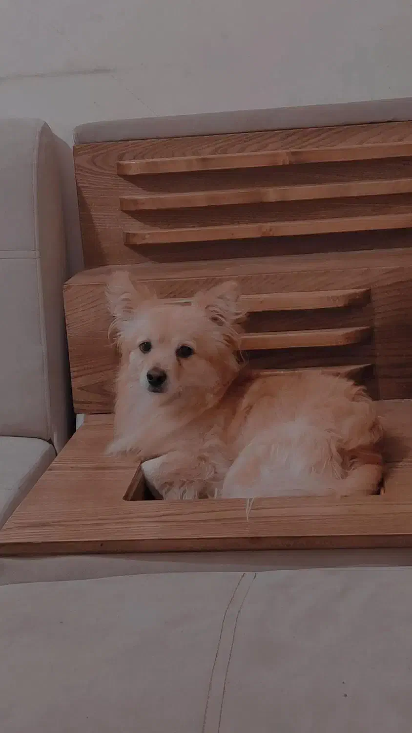 سگ اشپیتز پامر|سگ|سیرجان, |دیوار