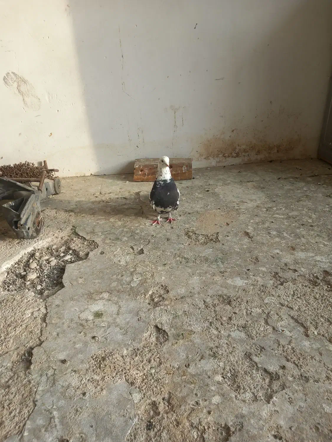 کفتر نر|پرنده|شاهرود, |دیوار