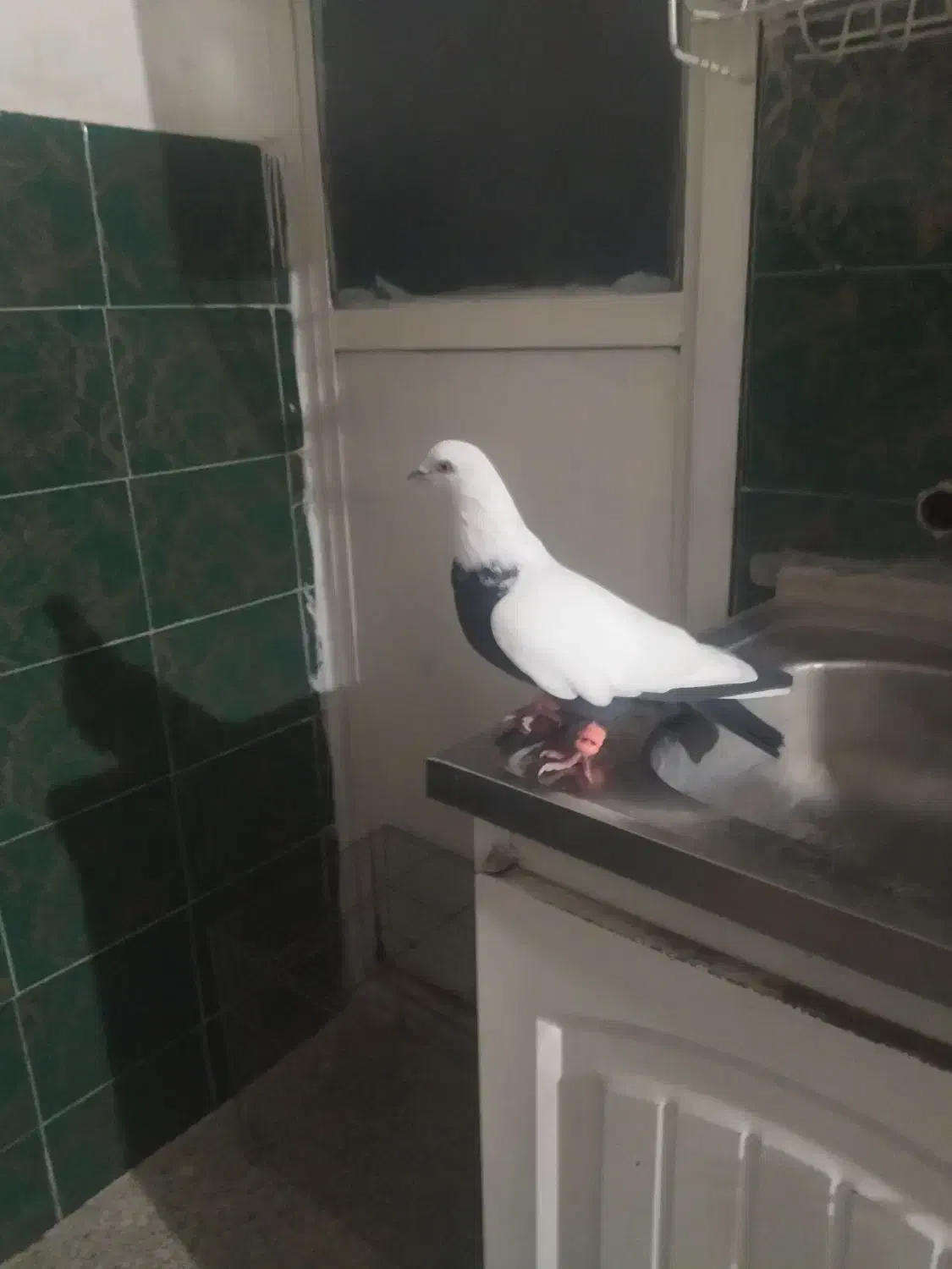 گوره کله ای|پرنده|بروجرد, |دیوار