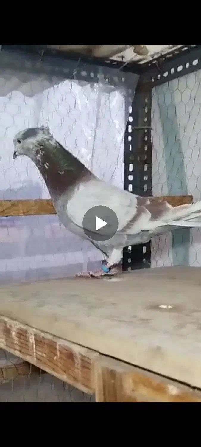 کفتر باخت|حیوانات|تهران, تهرانسر غربی|دیوار