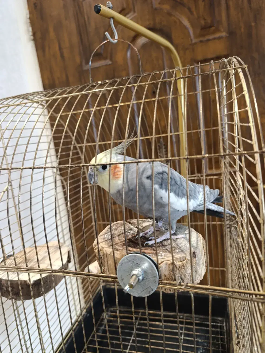 عروس هلندی|پرنده|تهران, خانی آباد نو شمالی|دیوار