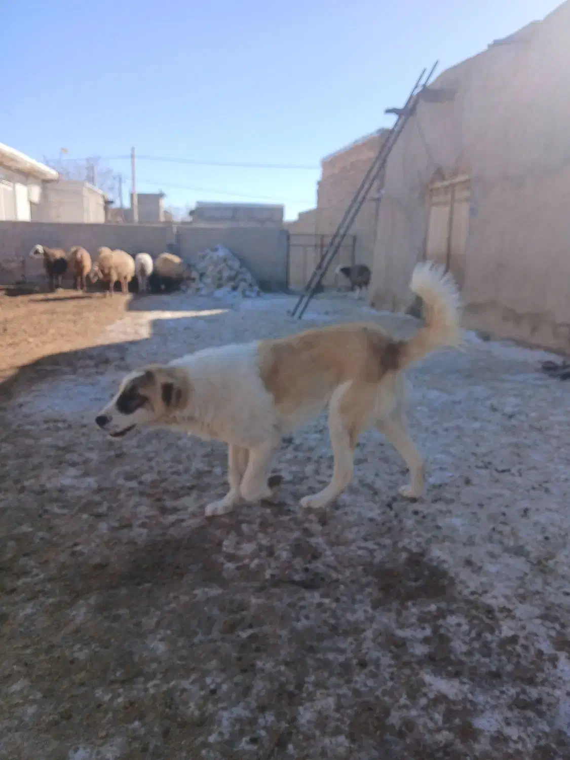 سگ گله|سگ|آبکوه, |دیوار