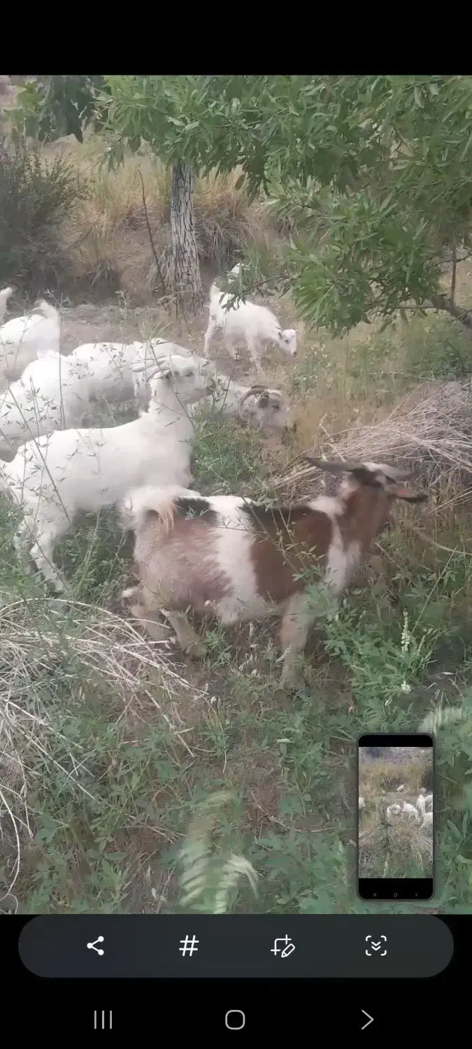 بز آبستن نژاد رایینی|حیوانات مزرعه|رابر, |دیوار