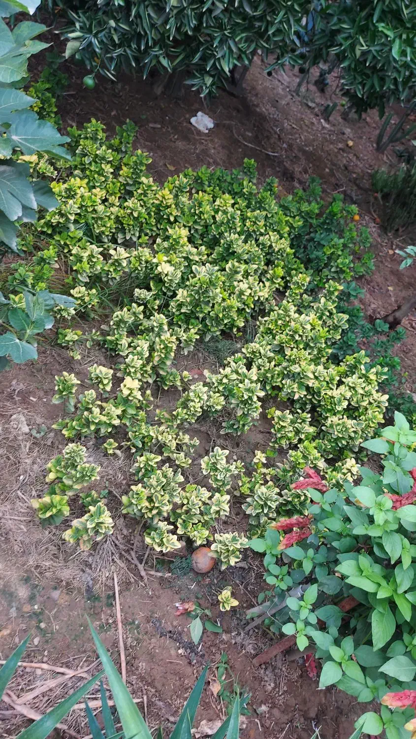 قلمه شمشاد طلایی|گل و گیاه طبیعی|قائمشهر, |دیوار