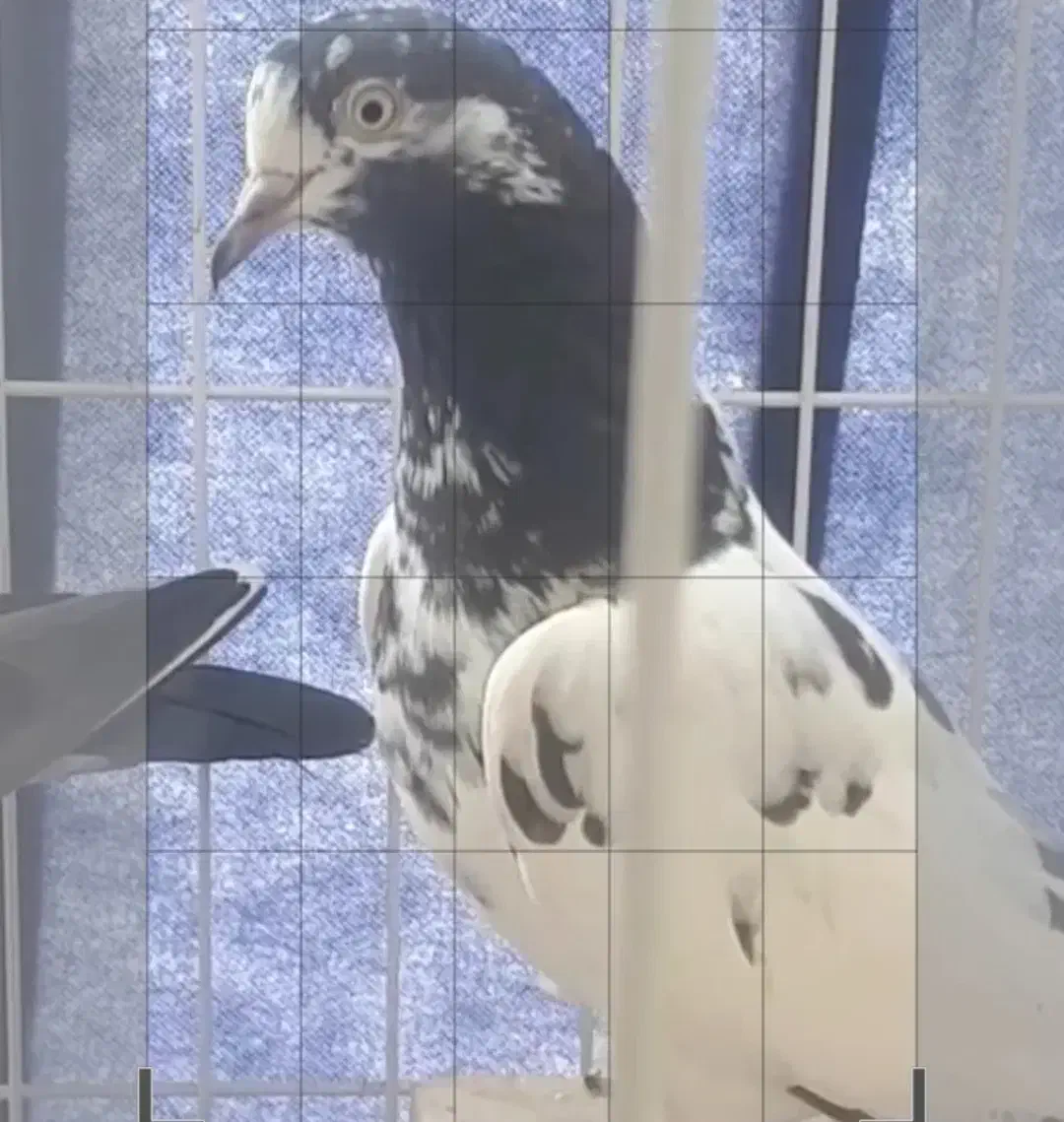 فروش کبوتر سخی رقم ۱۰و۱۲۸|پرنده|بندرعباس, |دیوار