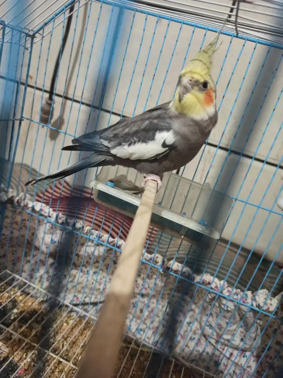 عروس هلندی معاوضه|پرنده|کهنوج, |دیوار