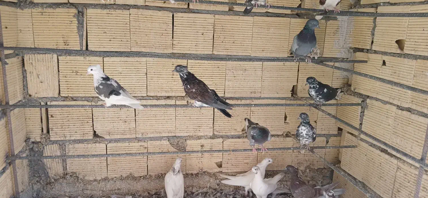 کبوتر|پرنده|رشت, حومه رشت|دیوار
