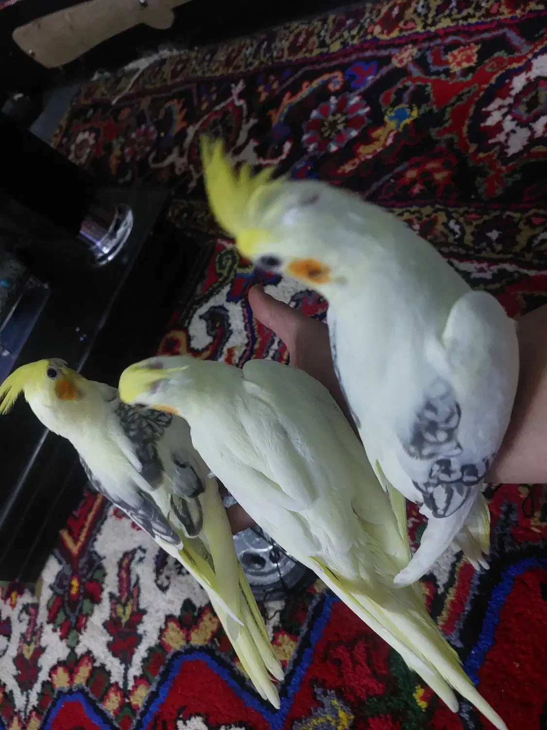 طوطی عروس هلندی البینو لوتینو|پرنده|اهر, |دیوار