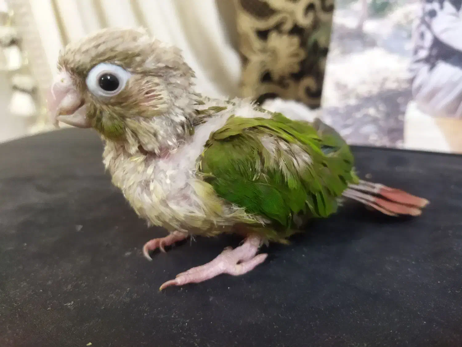 بچه کرینچیگ و برزیلی|پرنده|شاهرود, |دیوار