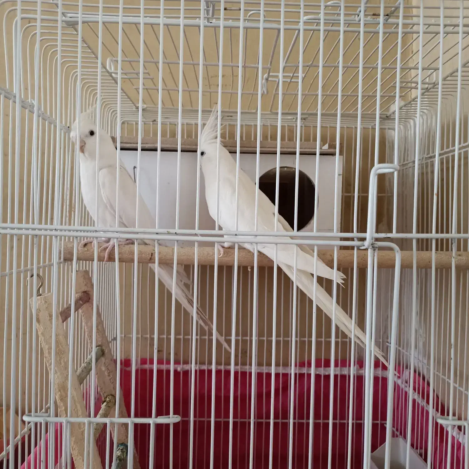 عروس هلندی آلبینو|پرنده|مبارکه, |دیوار