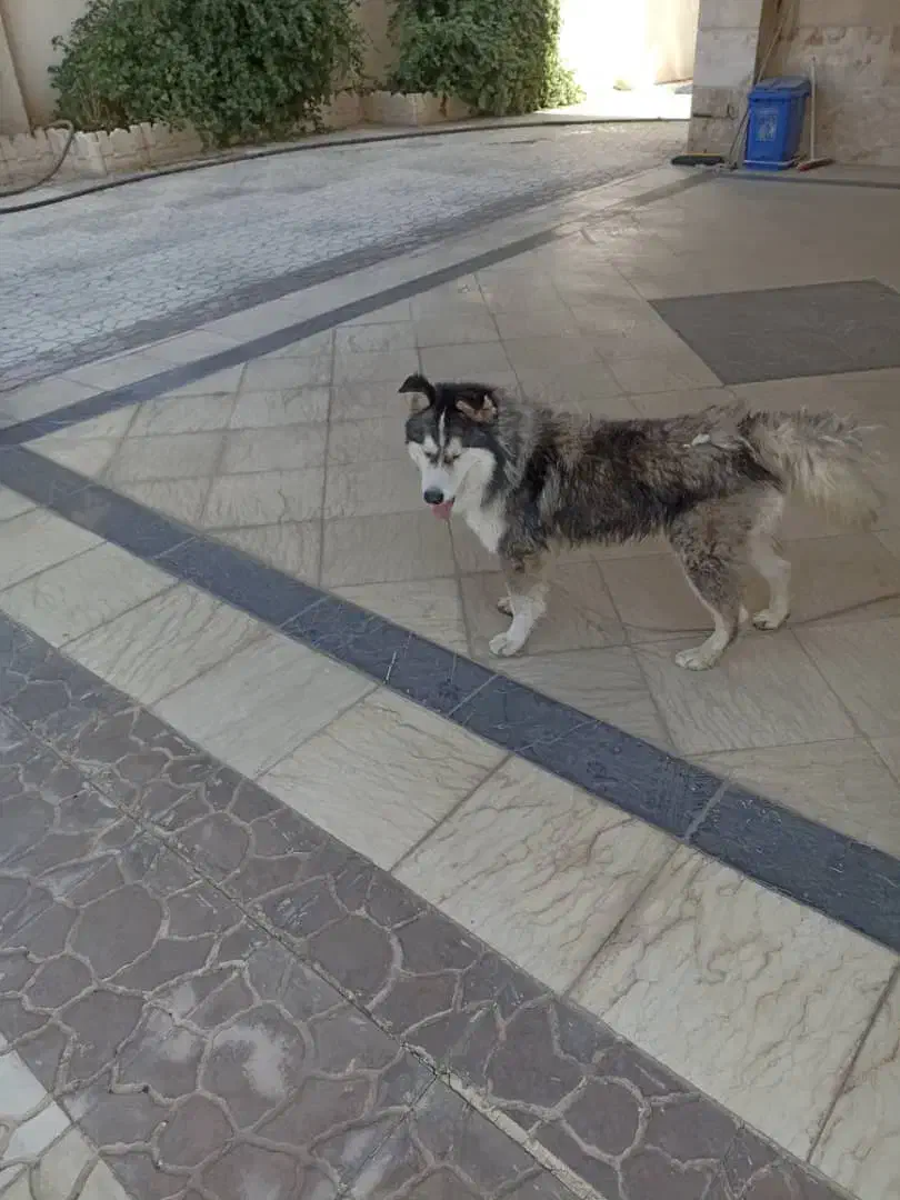 سگ هاسکی زیبا ، بازیگوش و دوستداشتنی واگذارمیشود|سگ|بومهن, |دیوار