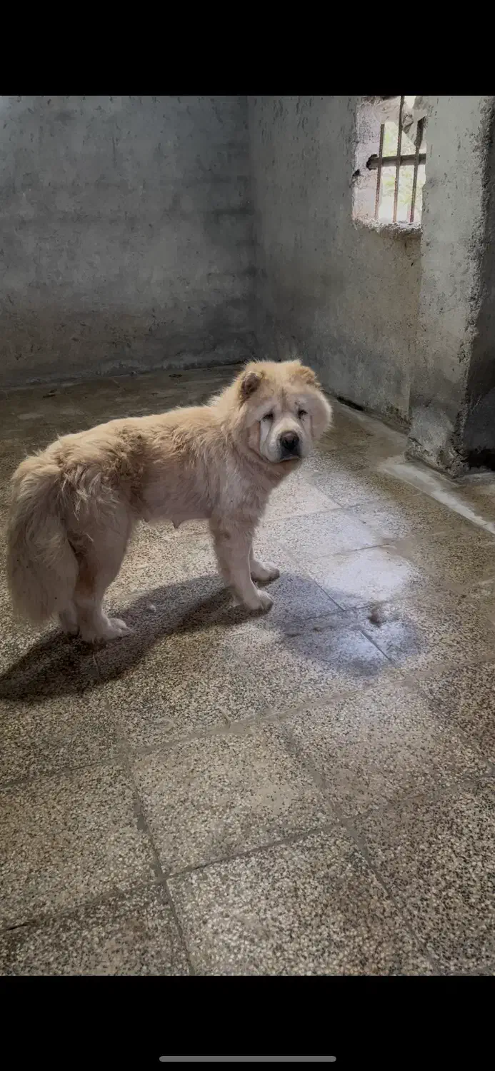 ماده چاو چاو|سگ|قائم‌شهر, |دیوار