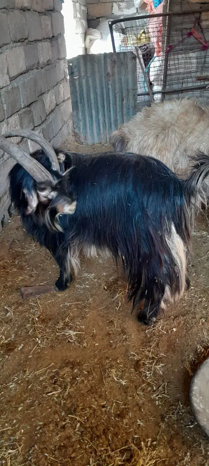 ا عدد دوبر روزگاری ...|حیوانات مزرعه|گتوند, |دیوار