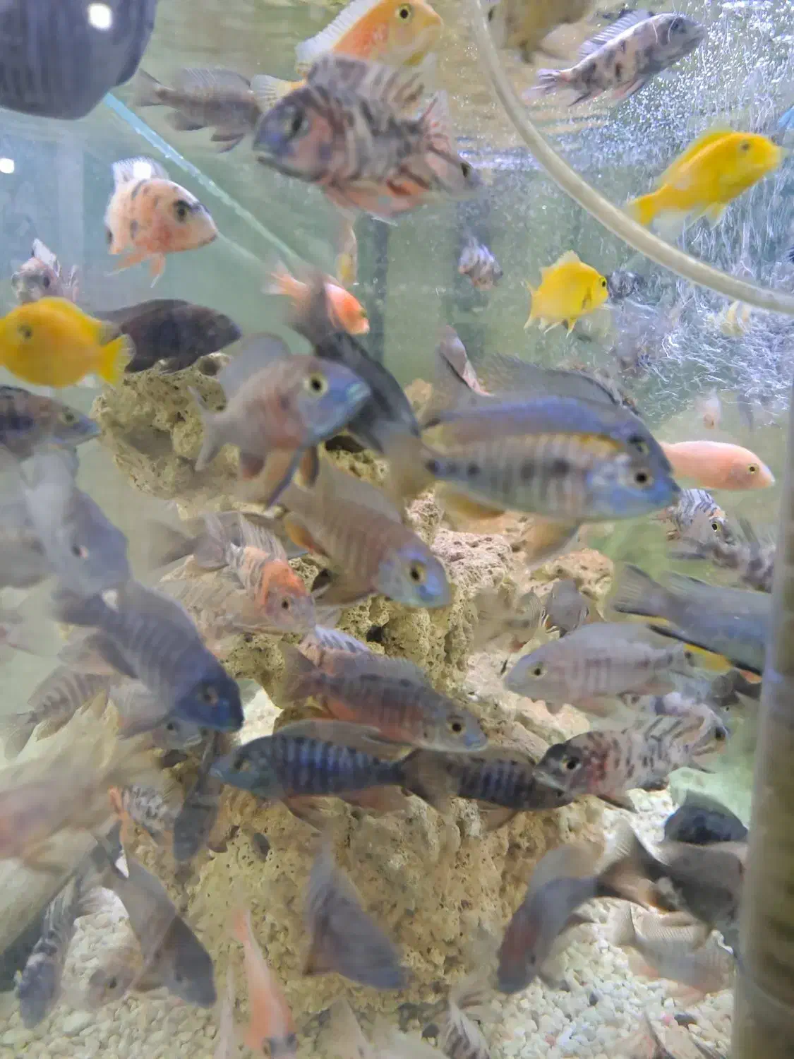 فروش انواع ماهیان اکواریومی|ماهی|کرج, فاز ۳ گوهردشت|دیوار