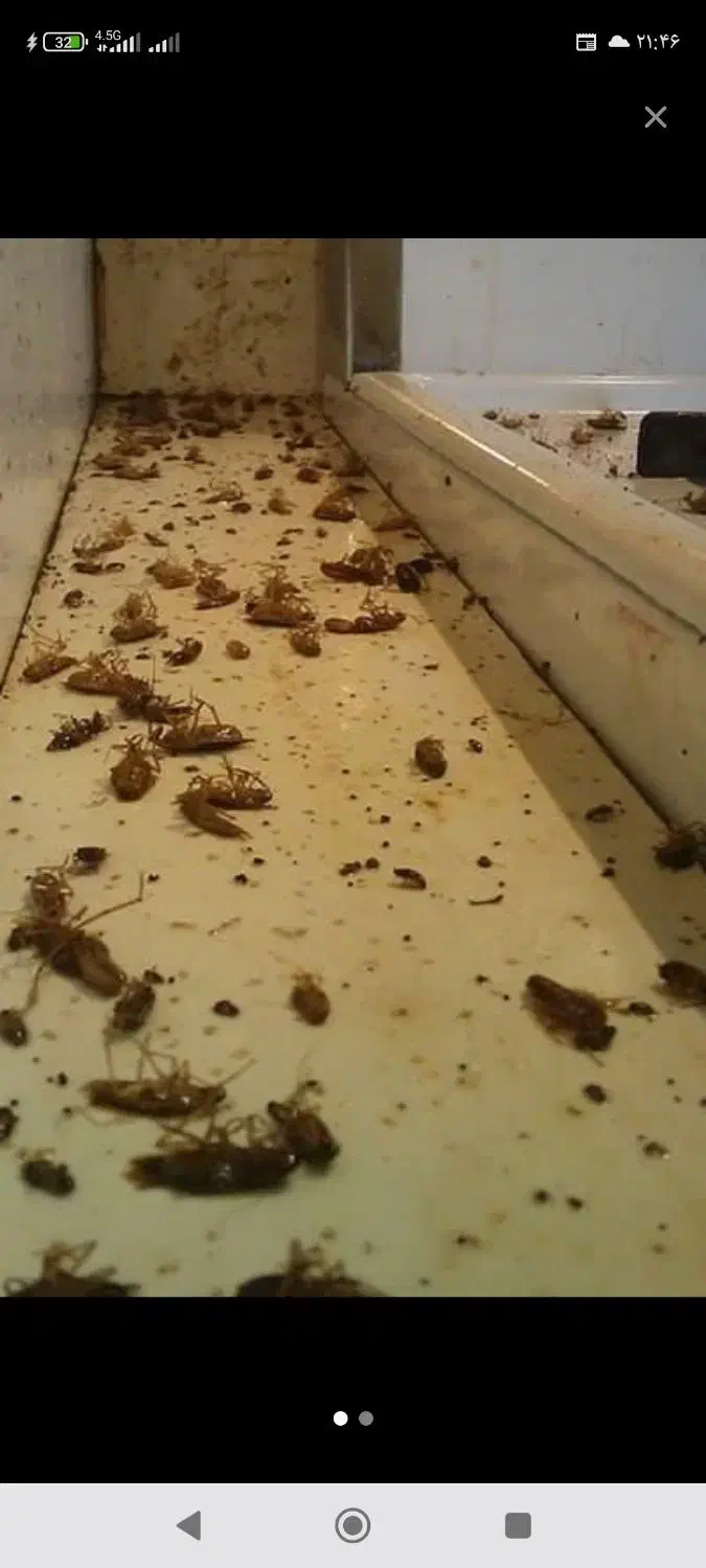 سمپاشی حشرات 100%تضمینی کل حشرات موزی ساس سوسک بید|خدمات نظافت|تهران, تجریش|دیوار