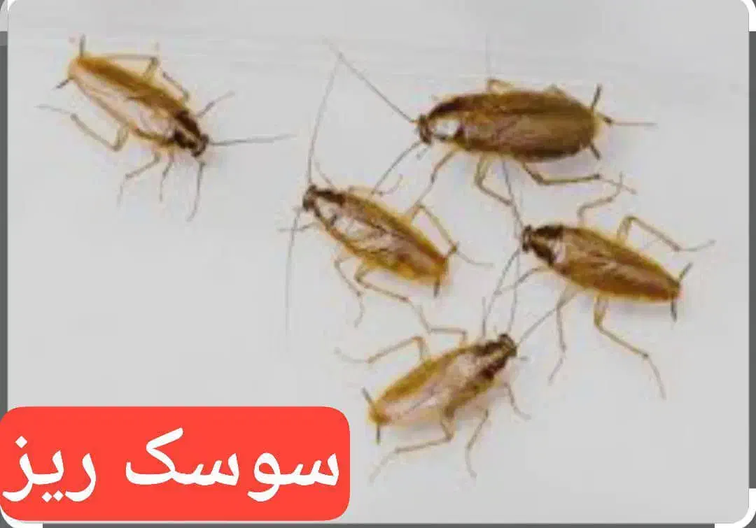 سمپاشی*بدونه تعطیلی ضمانتی*سم پاشی انواع حشرات قیر|خدمات نظافت|اهواز, گلستان|دیوار