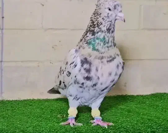 پرنده.کبوتر|پرنده|شیراز, رکنآباد|دیوار