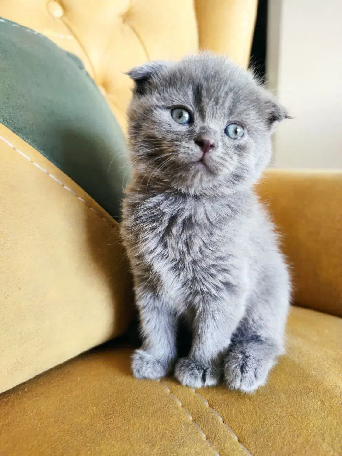 واگـذاری بچه گربه ن ژ ا د د ا ر|گربه|اصفهان, سرچشمه|دیوار