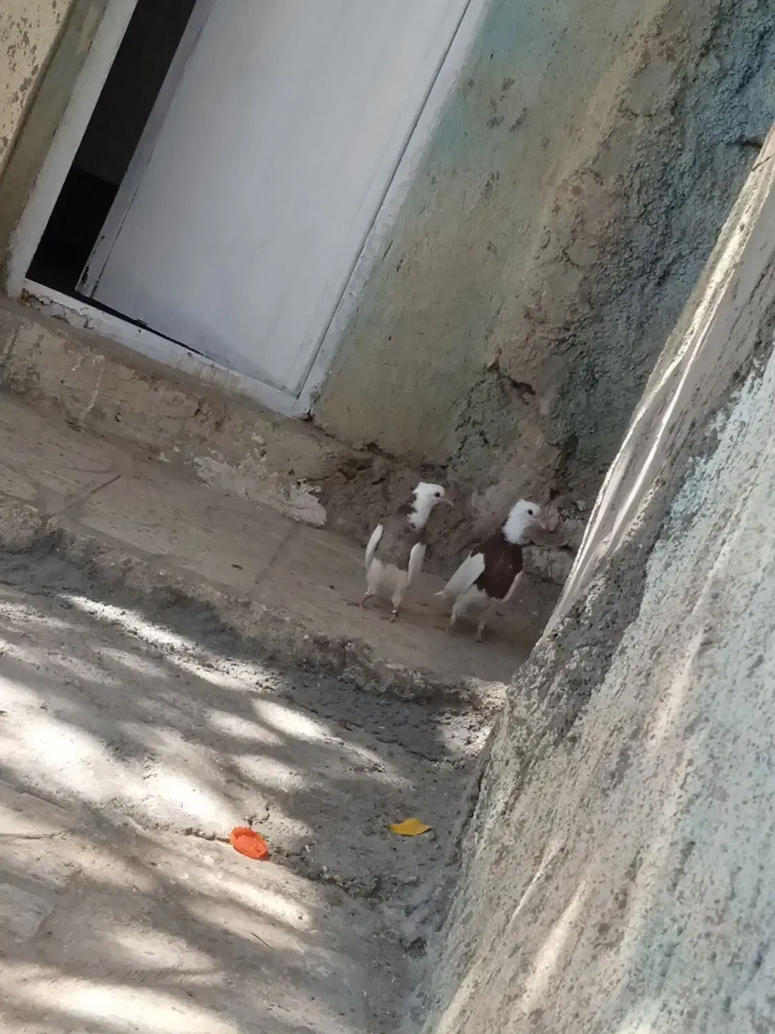 جفت جوجه طوقی|پرنده|سمیرم, |دیوار