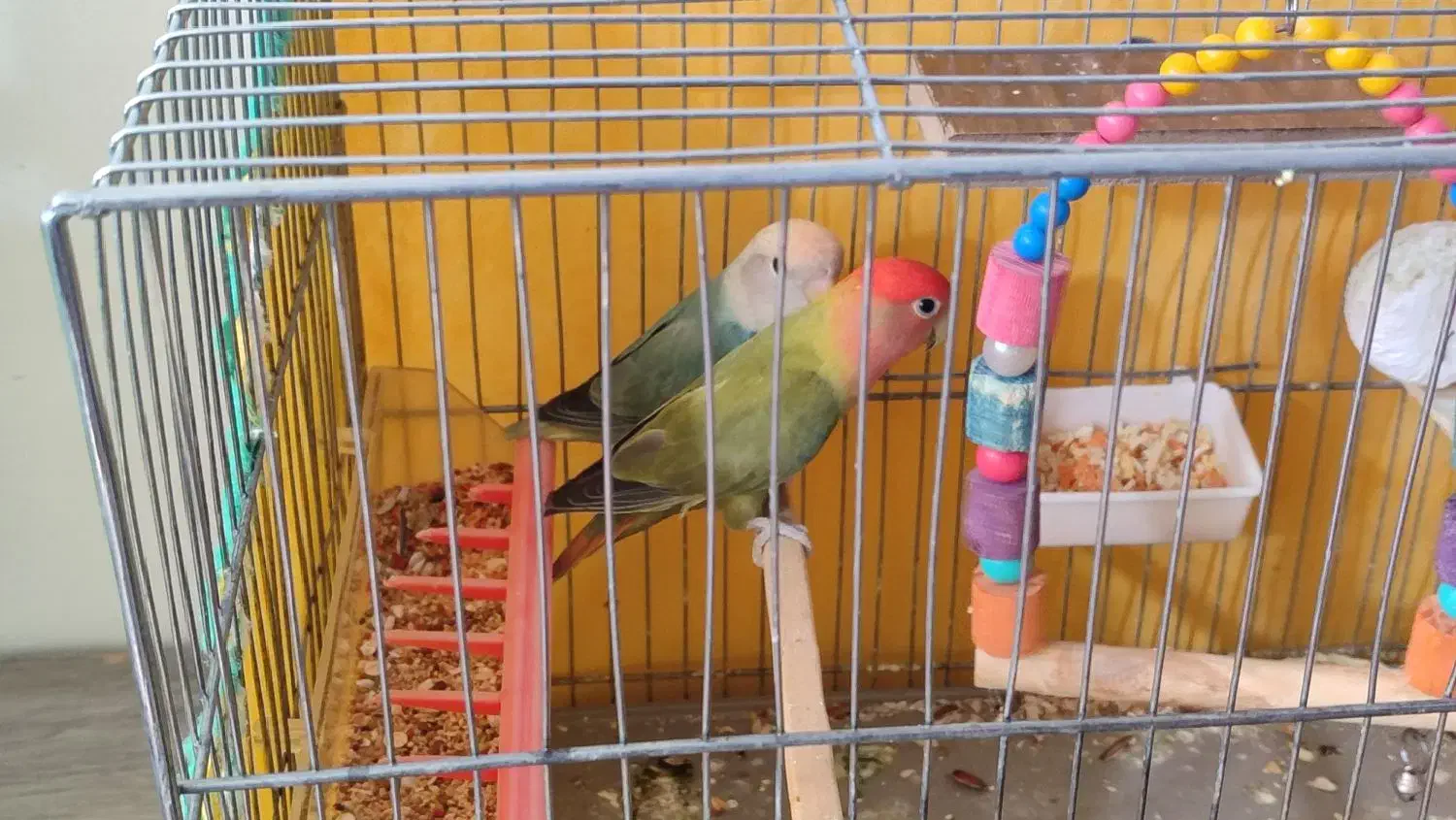 طوطی برزیلی|پرنده|هرسین, |دیوار