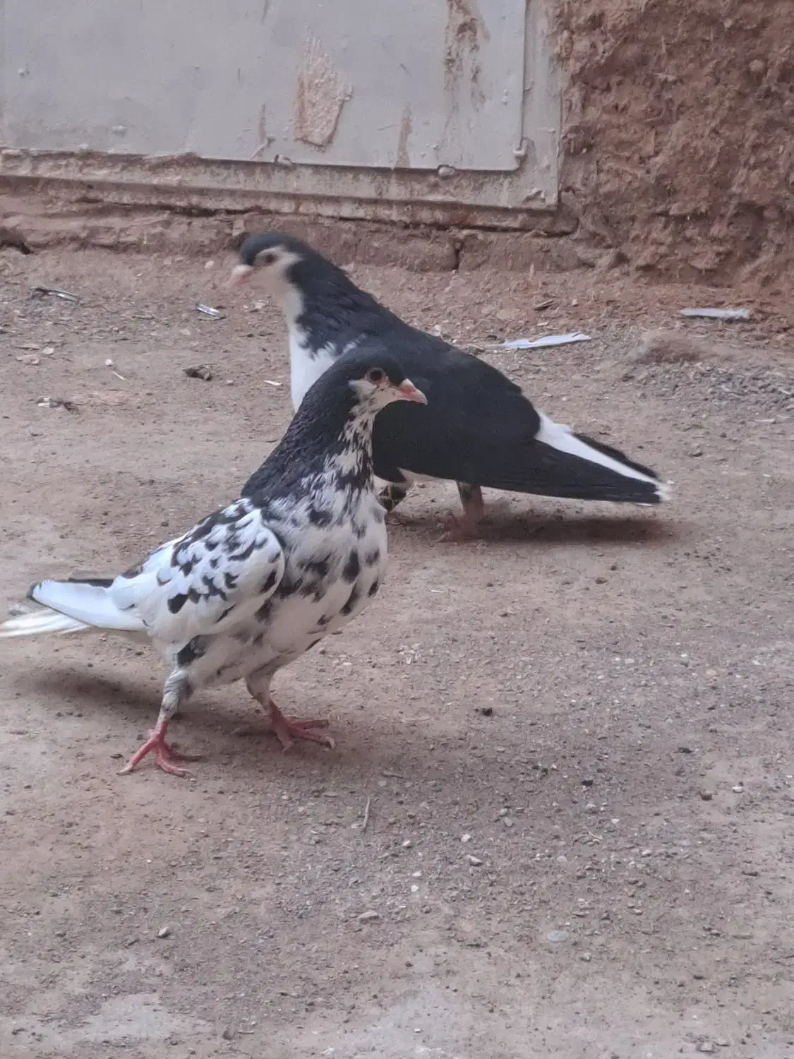 کفتر|پرنده|تربت‌حیدریه, پائین ولایت|دیوار